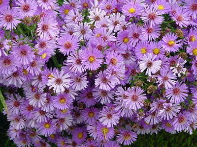Asters